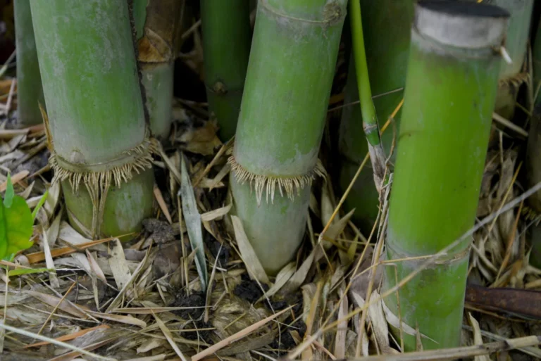 Root,Bamboo,In,Garden.nature,Green.