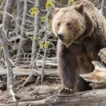 yellowstone-national-park-launches-annual-grizzly-bear-research-and-capture-operations-to-monitor-population-recovery
