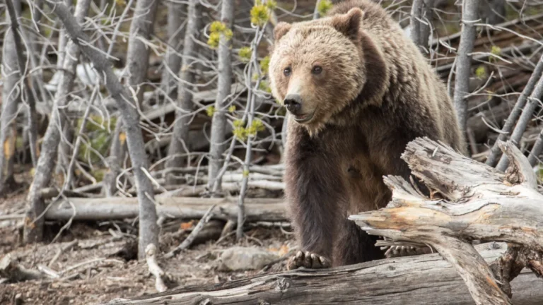 yellowstone-national-park-launches-annual-grizzly-bear-research-and-capture-operations-to-monitor-population-recovery
