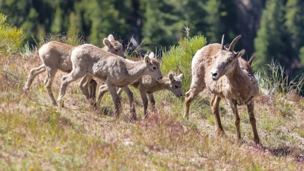 yellowstone-welcomes-new-generation-of-wildlife-amid-spring-birth-boom-and-safety-reminders