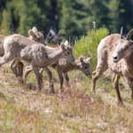 yellowstone-welcomes-new-generation-of-wildlife-amid-spring-birth-boom-and-safety-reminders