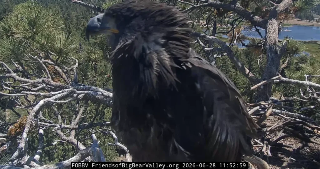 accidental-fledge-of-big-bear-bald-eagle-chick-sandy-marks-new-chapter-for-famous-nest