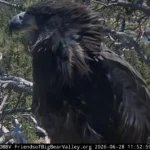 accidental-fledge-of-big-bear-bald-eagle-chick-sandy-marks-new-chapter-for-famous-nest