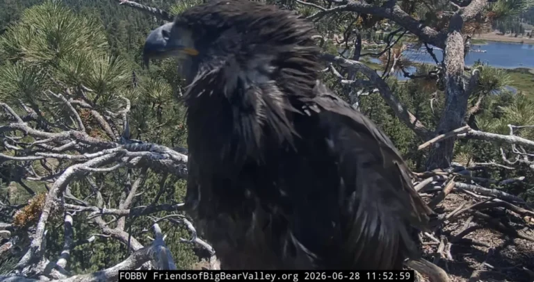 accidental-fledge-of-big-bear-bald-eagle-chick-sandy-marks-new-chapter-for-famous-nest