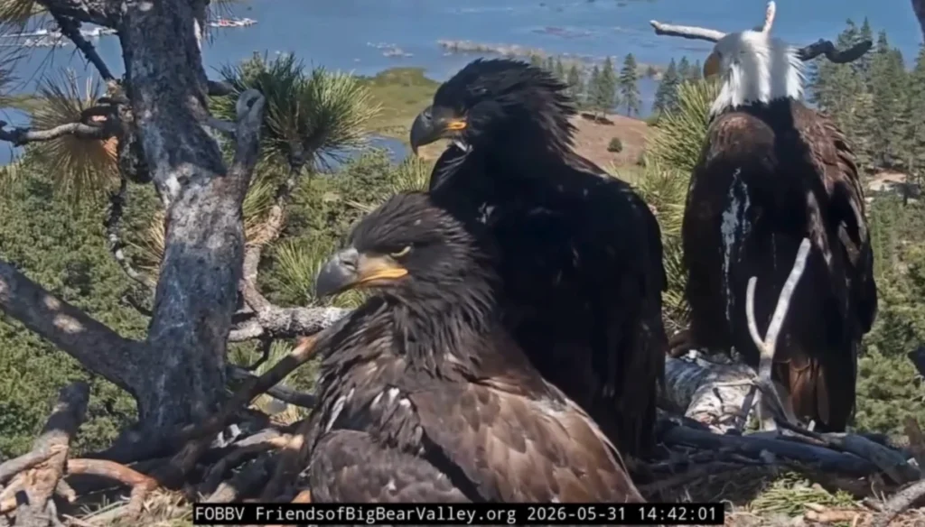 bald-eagle-matriarch-jackie-defends-nest-against-nocturnal-flying-squirrels-in-big-bear-valley