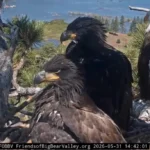 bald-eagle-matriarch-jackie-defends-nest-against-nocturnal-flying-squirrels-in-big-bear-valley