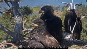 bald-eagle-matriarch-jackie-defends-nest-against-nocturnal-flying-squirrels-in-big-bear-valley