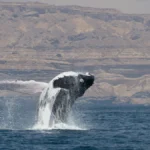 endangered-arabian-sea-humpback-whales-reveal-secret-migratory-paths-and-ecological-shifts-in-landmark-satellite-tracking-study