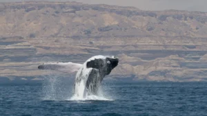 endangered-arabian-sea-humpback-whales-reveal-secret-migratory-paths-and-ecological-shifts-in-landmark-satellite-tracking-study