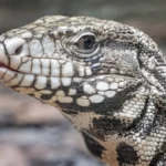 The,Argentine,Black,And,White,Tegu,(salvator,Merianae),,Also,Known