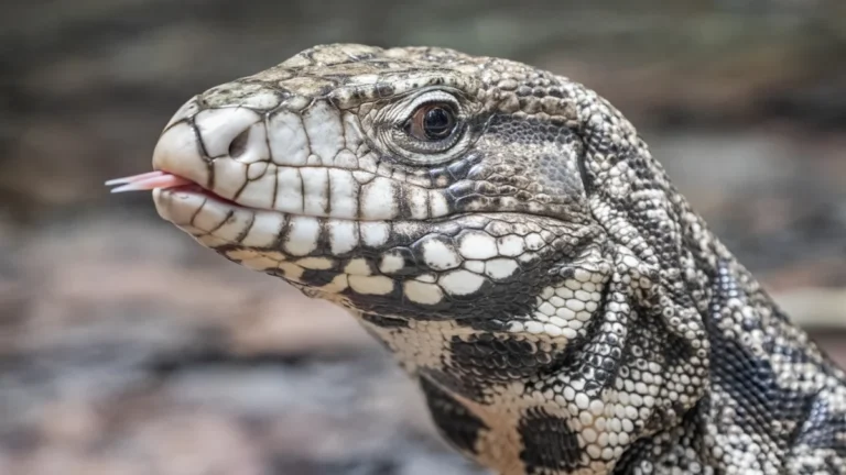 The,Argentine,Black,And,White,Tegu,(salvator,Merianae),,Also,Known