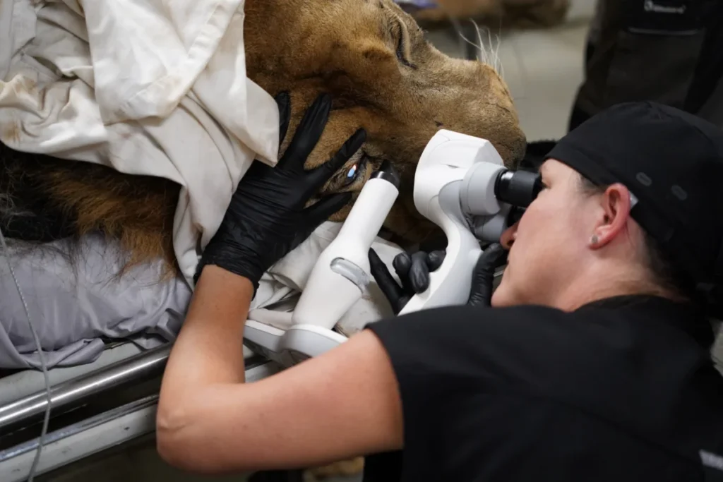 international-veterinary-team-restores-sight-to-rescued-african-lion-through-groundbreaking-cataract-surgery-in-oregon