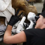 international-veterinary-team-restores-sight-to-rescued-african-lion-through-groundbreaking-cataract-surgery-in-oregon