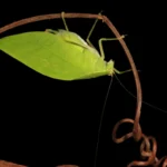 leaf-mimicry-in-katydids-serves-dual-purpose-of-camouflage-and-acoustic-amplification-for-mating