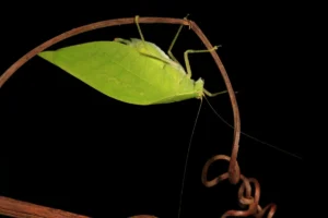 leaf-mimicry-in-katydids-serves-dual-purpose-of-camouflage-and-acoustic-amplification-for-mating