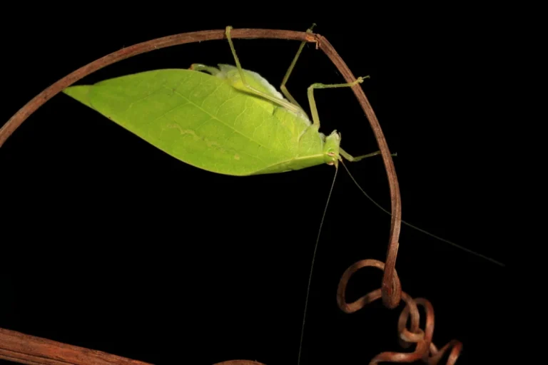 leaf-mimicry-in-katydids-serves-dual-purpose-of-camouflage-and-acoustic-amplification-for-mating