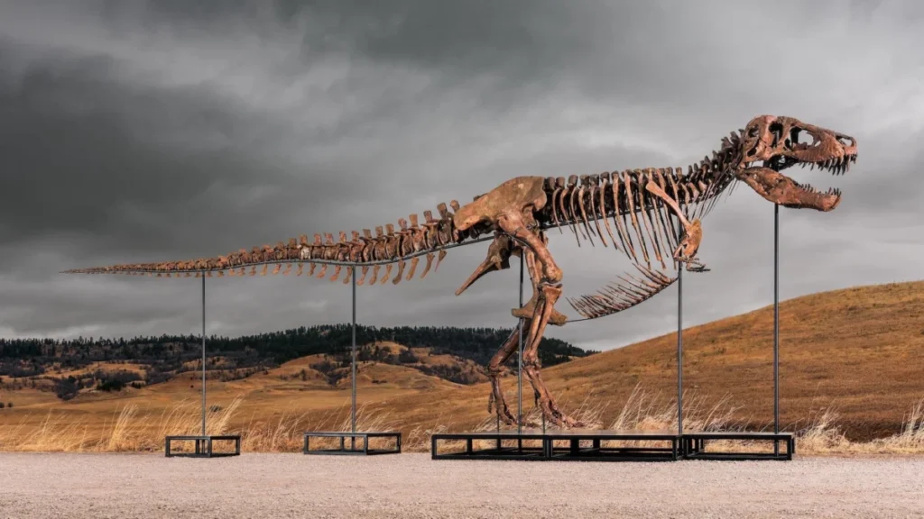 massive-tyrannosaurus-rex-skeleton-gus-set-to-shatter-auction-records-at-sothebys-natural-history-sale