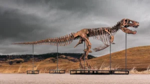 massive-tyrannosaurus-rex-skeleton-gus-set-to-shatter-auction-records-at-sothebys-natural-history-sale