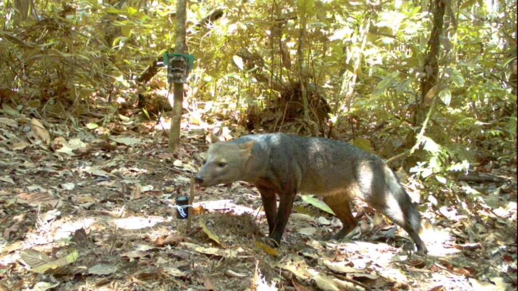 researchers-reveal-secretive-world-of-the-amazonian-ghost-dog-after-quarter-century-study