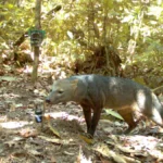 researchers-reveal-secretive-world-of-the-amazonian-ghost-dog-after-quarter-century-study