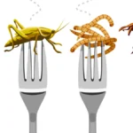 surprising-consumer-preference-for-insect-protein-over-traditional-cereal-bars-revealed-in-new-physiological-study