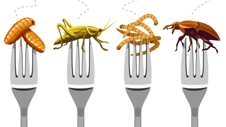 surprising-consumer-preference-for-insect-protein-over-traditional-cereal-bars-revealed-in-new-physiological-study