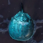 the-ancient-synchrony-of-the-delaware-bay-horseshoe-crabs-migratory-birds-and-the-modern-threats-to-a-prehistoric-legacy