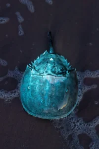 the-ancient-synchrony-of-the-delaware-bay-horseshoe-crabs-migratory-birds-and-the-modern-threats-to-a-prehistoric-legacy