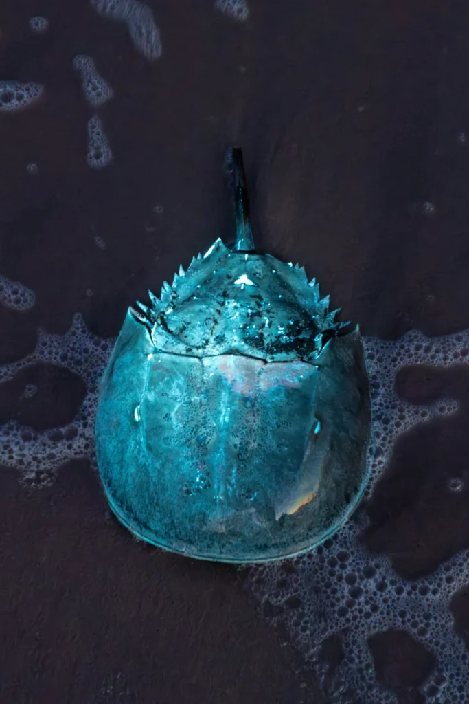 the-ancient-synchrony-of-the-delaware-bay-horseshoe-crabs-migratory-birds-and-the-modern-threats-to-a-prehistoric-legacy