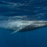 Blue Whales - Sri Lanka April 2012