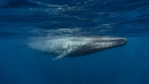 Blue Whales - Sri Lanka April 2012