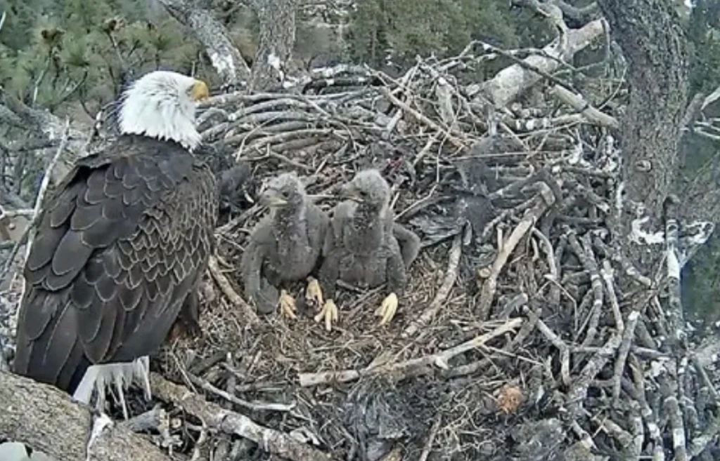the-life-and-legacy-of-jackie-and-shadow-a-deep-dive-into-the-big-bear-valley-bald-eagles