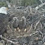 the-life-and-legacy-of-jackie-and-shadow-a-deep-dive-into-the-big-bear-valley-bald-eagles