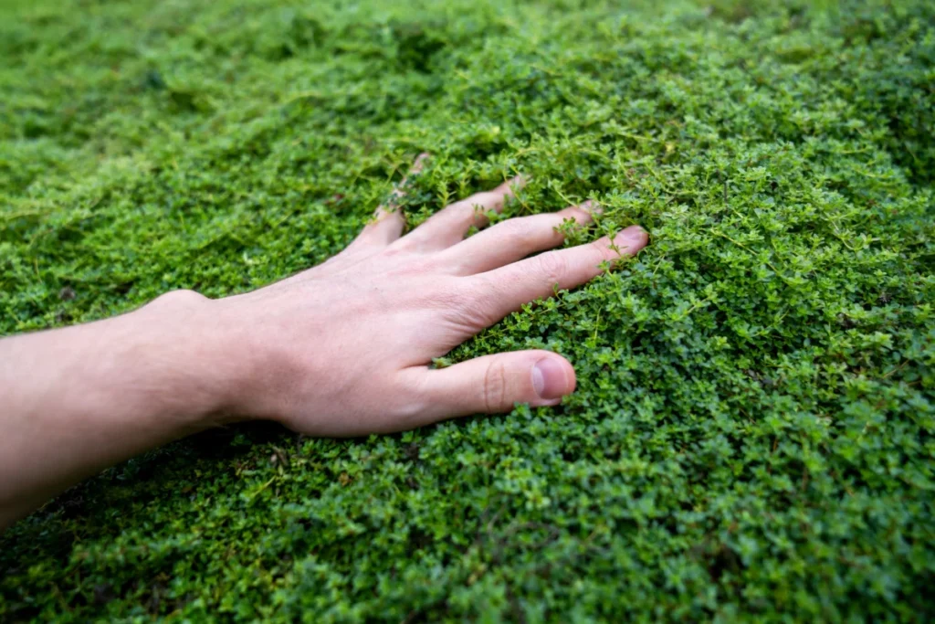 Man touches plant Creeping Thyme in forest feeling soft surface enjoying walking outdoors on nature.
