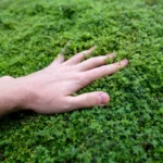 Man touches plant Creeping Thyme in forest feeling soft surface enjoying walking outdoors on nature.