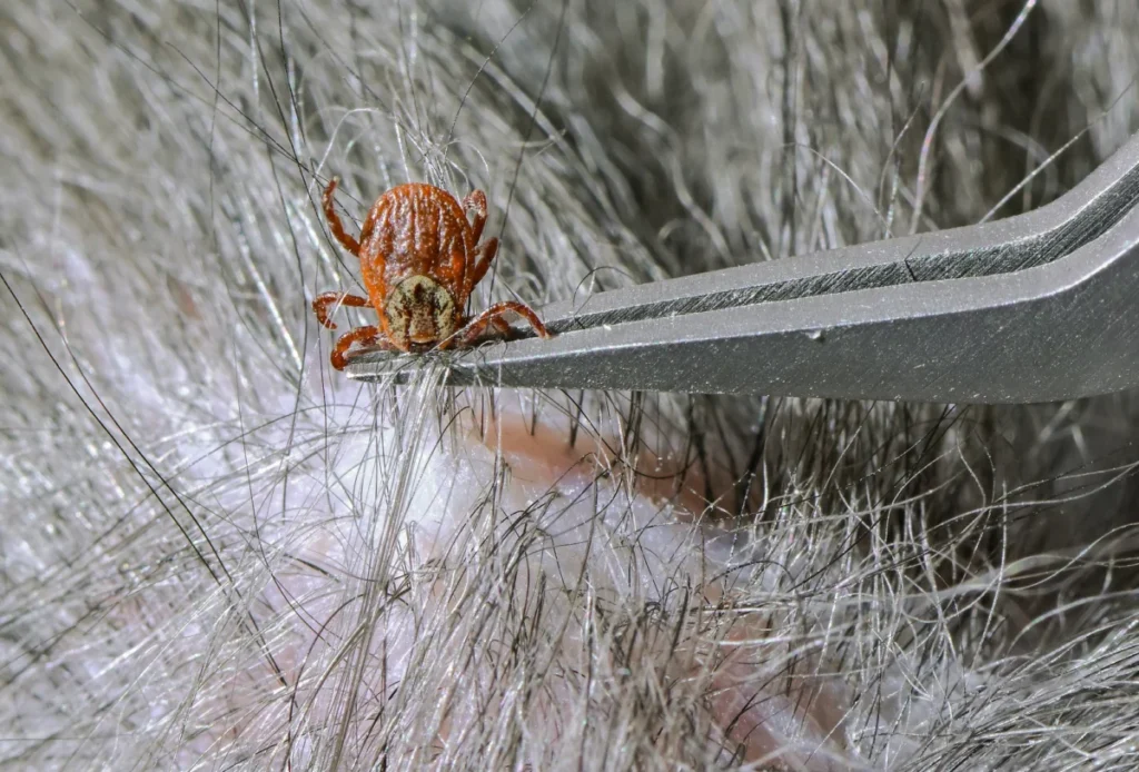 Tick