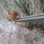 Tick