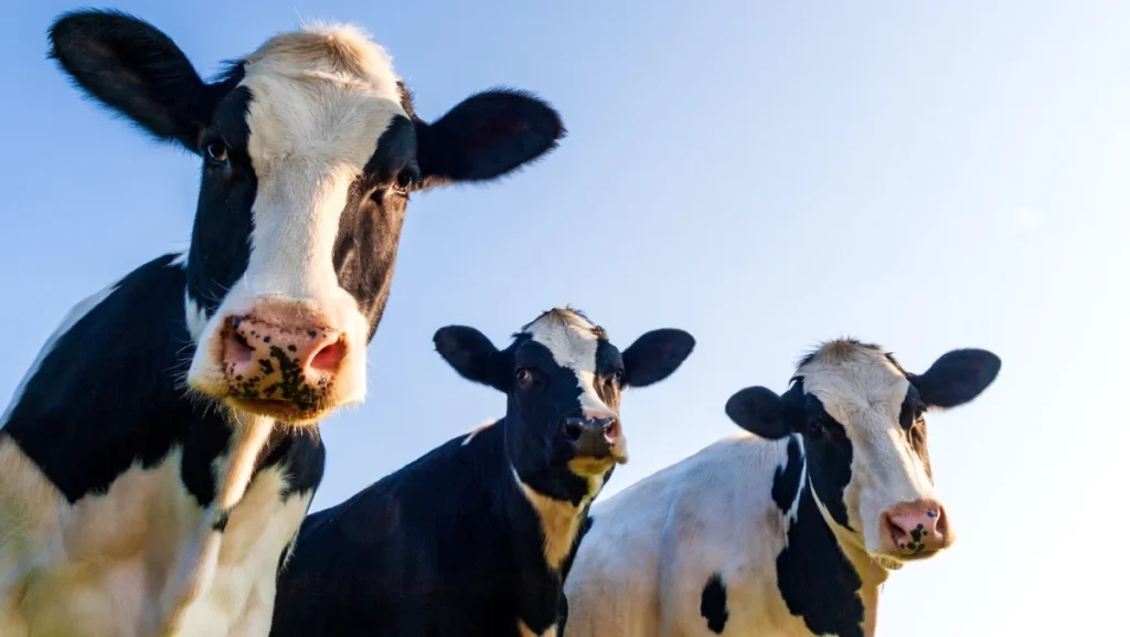 Holstein cows over blue sky