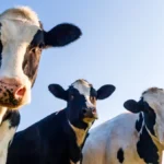 Holstein cows over blue sky