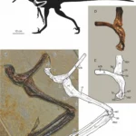velociraptors-cousin-flew-like-a-flying-squirrel