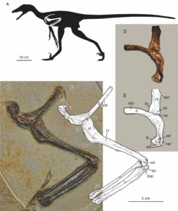 velociraptors-cousin-flew-like-a-flying-squirrel