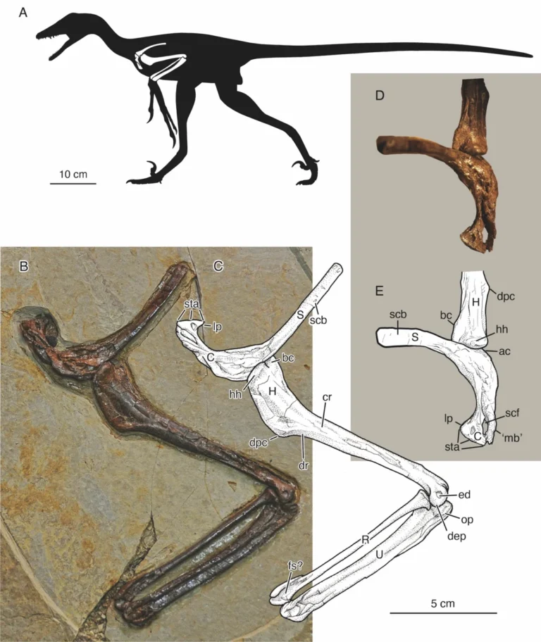 velociraptors-cousin-flew-like-a-flying-squirrel