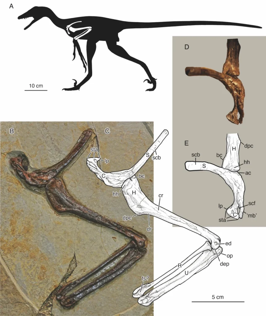 velociraptors-cousin-flew-like-a-flying-squirrel