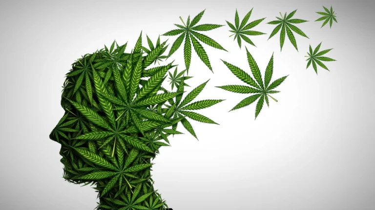 acute-cannabis-intoxication-broadly-disrupts-multiple-memory-systems-even-at-moderate-doses-washington-state-university-study-reveals