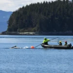 collaborative-rescue-effort-frees-juvenile-humpback-whale-entangled-in-heavy-fishing-gear-near-alaskas-endicott-arm
