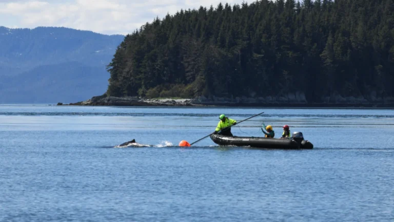 collaborative-rescue-effort-frees-juvenile-humpback-whale-entangled-in-heavy-fishing-gear-near-alaskas-endicott-arm