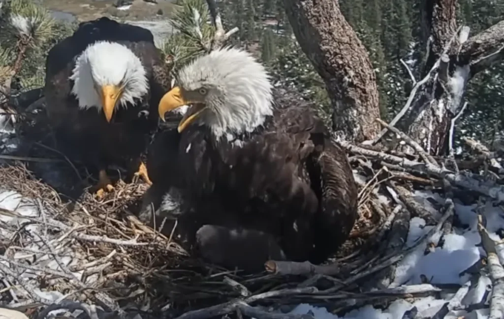 conservation-victory-for-big-bear-bald-eagles-as-10-million-dollar-fundraising-goal-reached-to-protect-vital-habitat