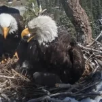 conservation-victory-for-big-bear-bald-eagles-as-10-million-dollar-fundraising-goal-reached-to-protect-vital-habitat