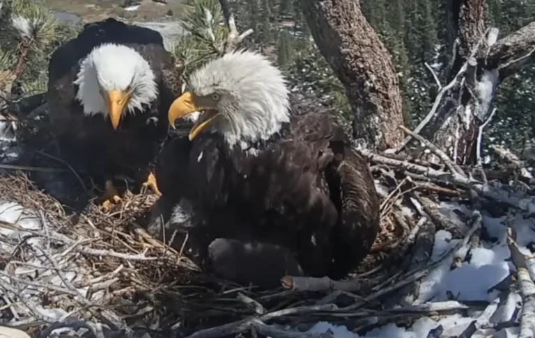 conservation-victory-for-big-bear-bald-eagles-as-10-million-dollar-fundraising-goal-reached-to-protect-vital-habitat