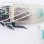 cyborg-cockroaches-equipped-with-3d-printed-diving-suits-for-underwater-search-and-rescue-operations